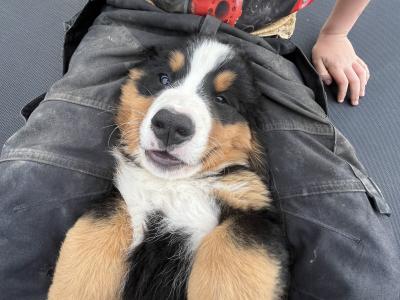 Bernese Mountain Dog Puppies for sale
