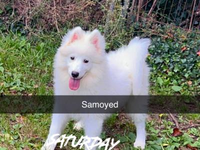 Fully Vaccinated Samoyed puppies in Fermanagh