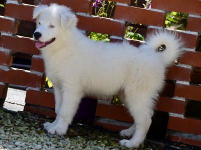 IKC Registered Yakutian Laika puppies in Mayo