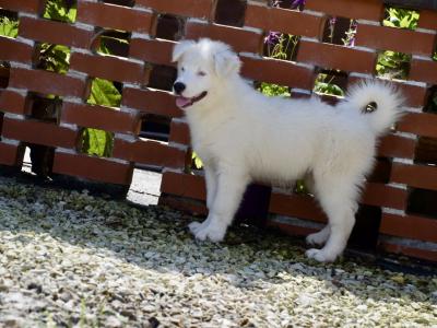 IKC Registered Yakutian Laika puppies in Mayo
