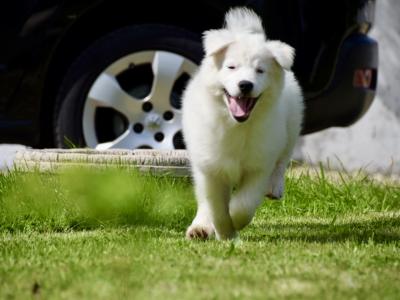 IKC Registered Yakutian Laika puppies in Mayo