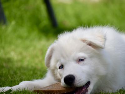 IKC Registered Yakutian Laika puppies in Mayo