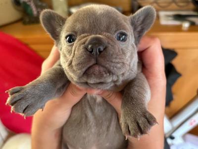French Bulldog pups