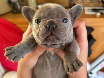 French Bulldog puppies in Carlow