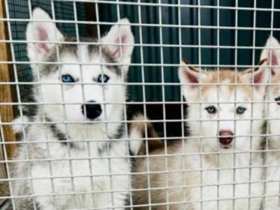 Alusky puppies in Meath (new Photos)