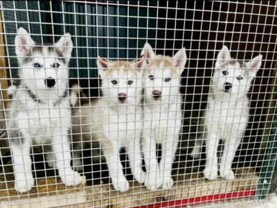 Alusky Pups (New Photos)