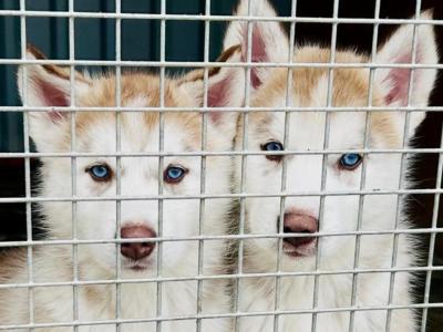 Alusky puppies in Meath (new Photos)