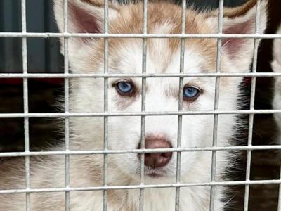 Alusky puppies in Meath (new Photos)
