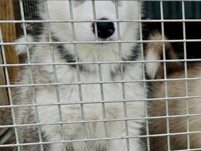 Alusky puppies in Meath (new Photos)