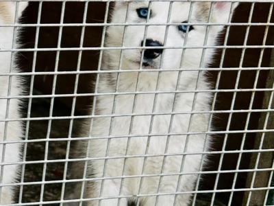 Alusky puppies in Meath (new Photos)