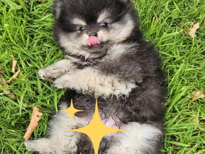 Quality Miniature IKC Registered(pending) 🇮🇪Pomeranian puppies 🐶 in Laois