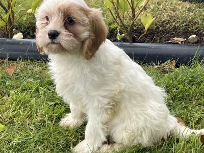 2 Cavachon Pups