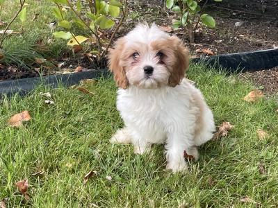 2 Cavachon Pups