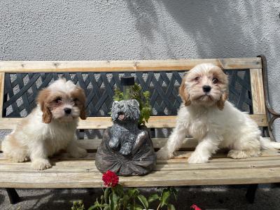 2 Cavachon Pups
