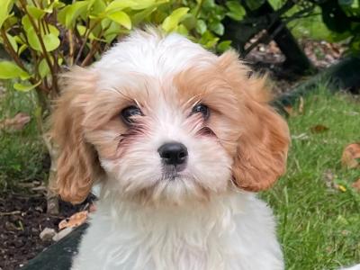 2 Cavachon Pups