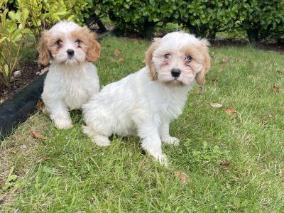 2 Cavachon Pups