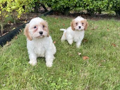 2 Cavachon Pups