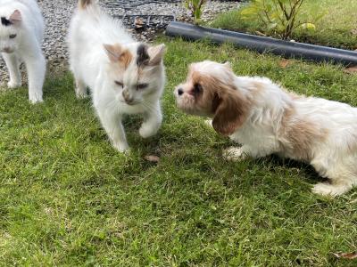 2 Cavachon Pups