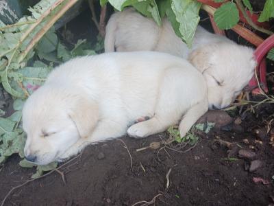 Beautiful Golden Retriever x Labrador puppies in Mayo