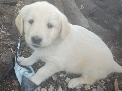 Beautiful Golden Retriever x Labrador puppies in Mayo