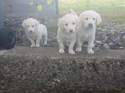 Beautiful Golden Retriever x Labrador puppies in Mayo
