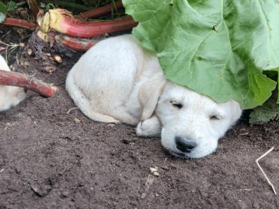 Beautiful Golden Retriever x Labrador puppies in Mayo