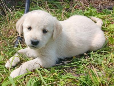 Beautiful Golden Retriever x Labrador puppies in Mayo