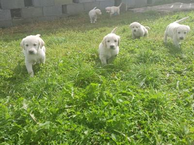 Beautiful Golden Retriever x Labrador puppies in Mayo