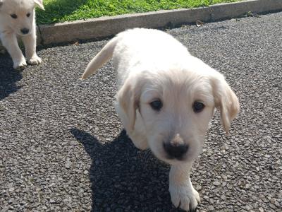 Beautiful Golden Retriever x Labrador puppies in Mayo