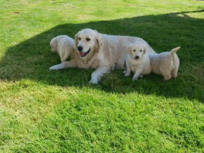 Beautiful Golden Retriever x Labrador puppies in Mayo