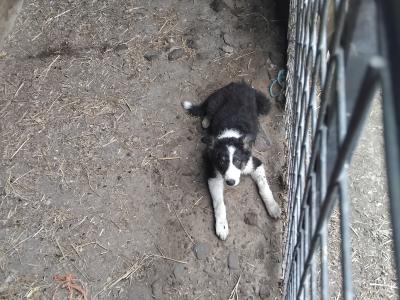 Border Collie pup male