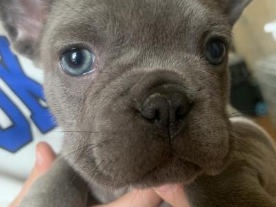 French Bulldog pups