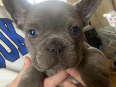 French Bulldog pups