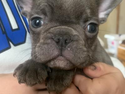 French Bulldog pups