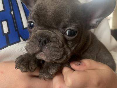 French Bulldog pups