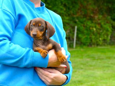 Pra Cord 1 Clear, IKC Registered, Miniature Smooth Dachshund puppies in Wexford