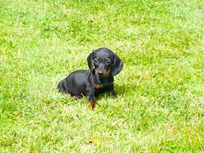 Pra Cord 1 Clear, IKC Registered, Miniature Smooth Dachshund puppies in Wexford