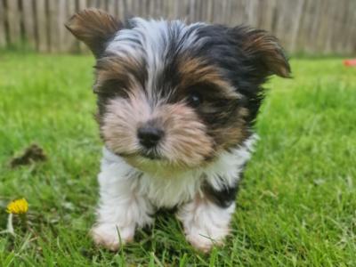 Tiny Biewer  Terrier Boy
