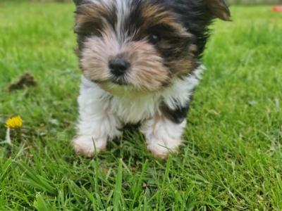 Tiny Biewer  Terrier Boy