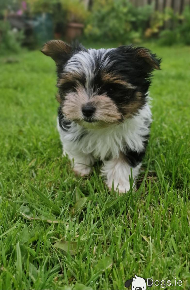 American Kennel Club Biewer Dog Breed Biewer Official Terrier Dog