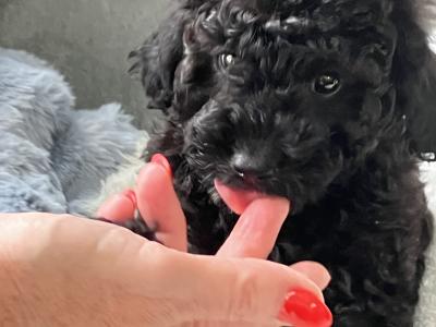 Beautiful Toy Cavapoo puppies for sale in Monaghan
