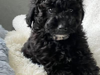 Beautiful Toy Cavapoo puppies for sale in Monaghan