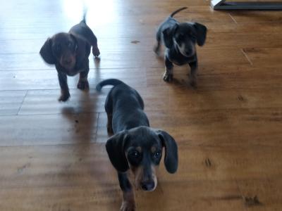 Miniature Dachshund puppies in Wexford