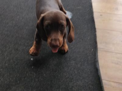Miniature Dachshund puppies in Wexford