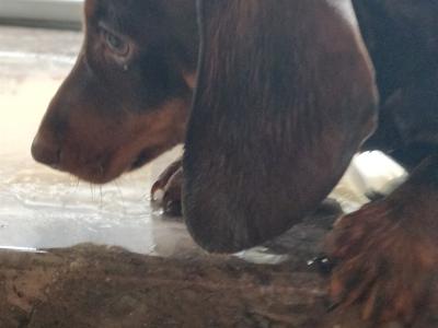Miniature Dachshund puppies in Wexford