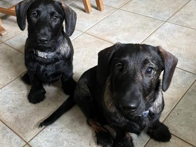 Dachshund x Scottish Terrier puppies in Kildare