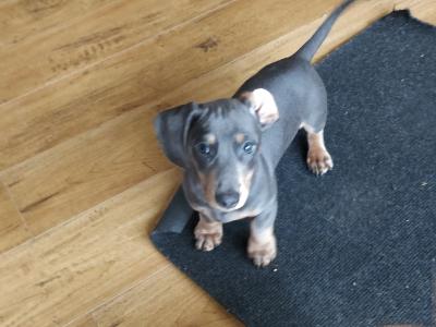 Miniature Dachshund puppies in Wexford