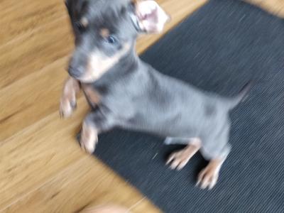 Miniature Dachshund puppies in Wexford