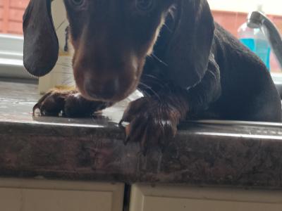 Miniature Dachshund puppies in Wexford