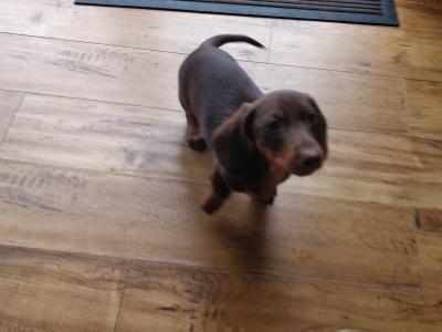 Miniature Dachshund puppies in Wexford